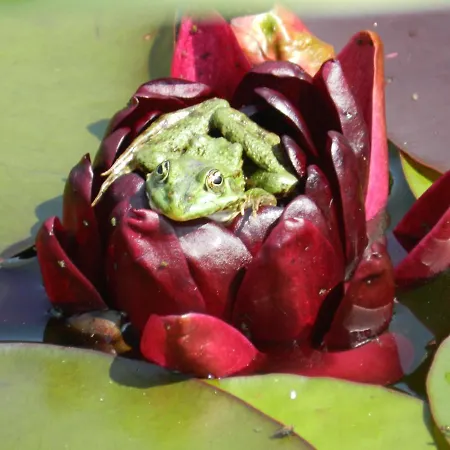 Bed & Breakfast La Maison Des Escargots *