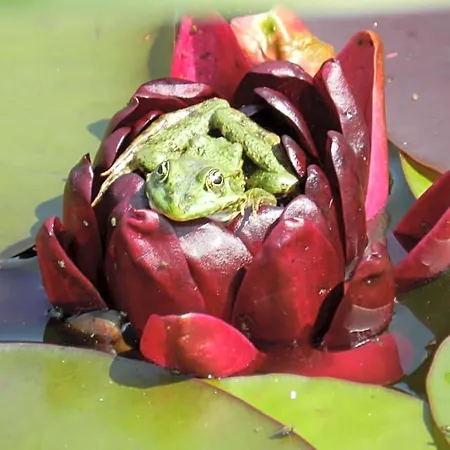 Nocleg ze śniadaniem La Maison Des Escargots
